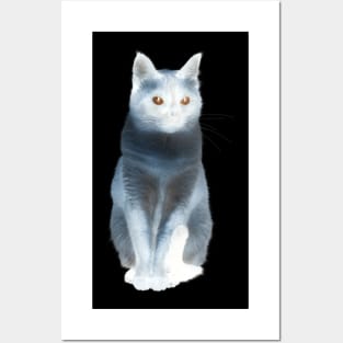 Cat kitten Posters and Art